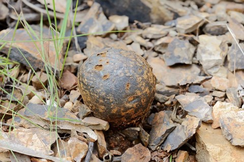 Pisolithus arhizus or Bohemian truffle (Pisolithus arhizus, Pisolithus tinctorius), Algarve,