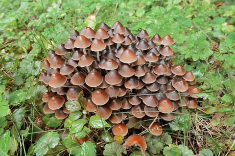 Rogers Mushroom (Britzelmayria multipedata, Psathyrella multipedata), North Rhine-Westphalia,