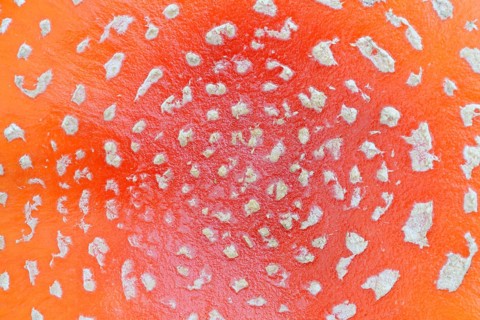 Fly agaric (Amanita muscaria), cap with flaky scales, North Rhine-Westphalia, Germany