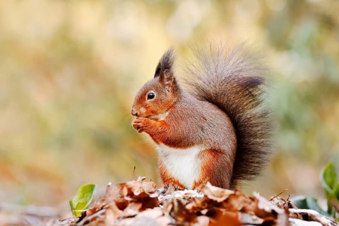 Eurasian squirrel (Sciurus vulgaris) sitting feeding on a pile of leaves with hoarfrost, North