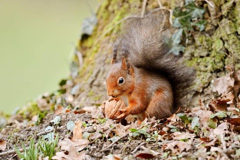 Eurasian squirrel (Sciurus vulgaris) eating a walnut, North Rhine-Westphalia, Germany
