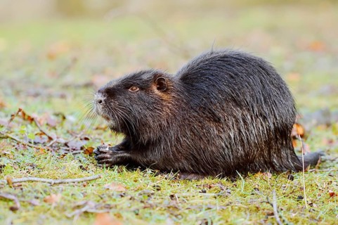 Nutria or swamp beaver (Myocastor coypus) sits feeding on the bank, North Rhine-Westphalia,