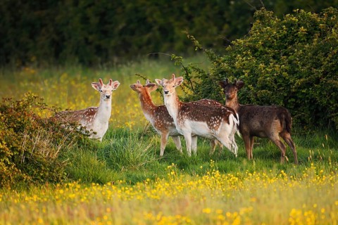 Fallow deer (Dama dama), fallow deer with velvet antlers on a flower meadow in spring, Zeeland,