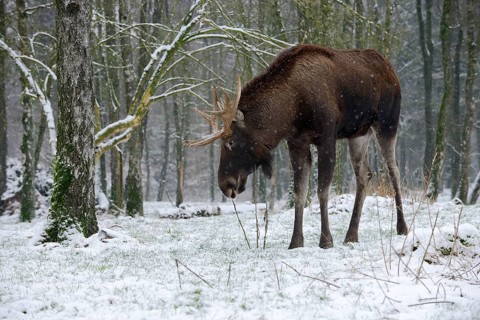 Eurasian elk (Alces alces alces), bull elk in winter, Poland