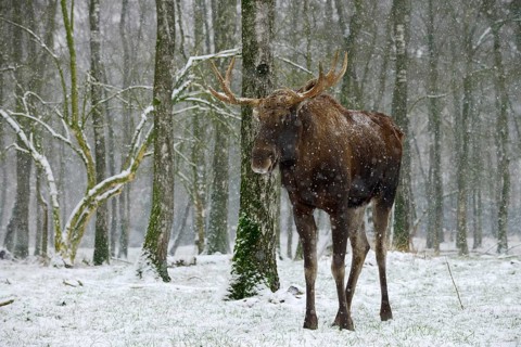 Eurasian elk (Alces alces alces), bull elk during snowfall in winter, Poland