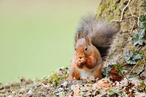 Eurasian squirrel (Sciurus vulgaris) sitting feeding on a tree trunk, North Rhine-Westphalia,