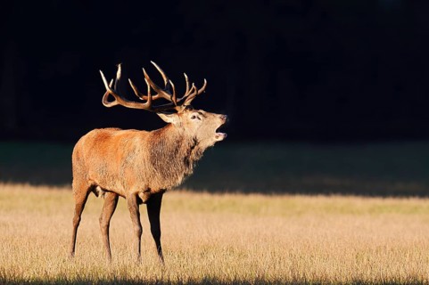 Red deer (Cervus elaphus), roaring in the rutting season, Arnsberg Forest, North Rhine-Westphalia,