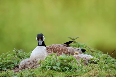 Canada goose (Branta canadensis) sitting brooding on the nest, North Rhine-Westphalia, Germany