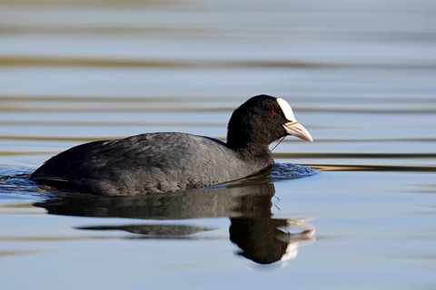 Eurasian Coot or coot rail (Fulica atra), swimming, North Rhine-Westphalia, Germany