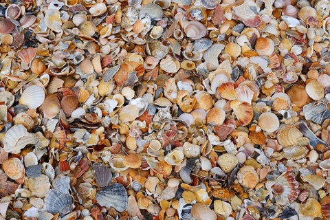Different mussel shells on the beach, Algarve, Portugal