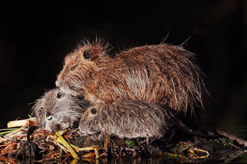 Nutria or swamp beaver (Myocastor coypus), female with young, North Rhine-Westphalia, Germany,
