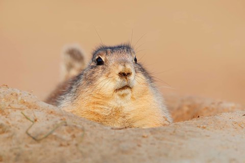 Black-tailed prairie dog (Cynomys ludovicianus) looking out of its den, North America