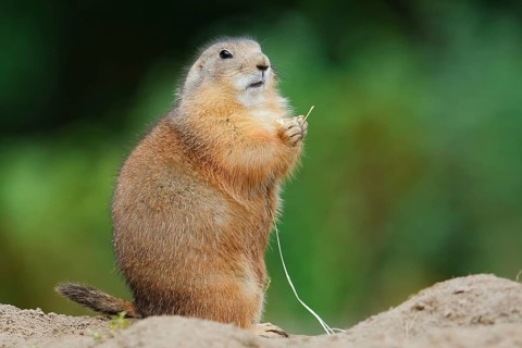 Black-tailed prairie dog (Cynomys ludovicianus) eating a blade of grass, North America