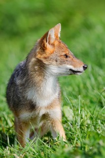 Golden jackal (Canis aureus), young animal, captive, occurring in Europe and Asia