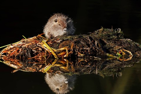 Nutria or swamp beaver (Myocastor coypus), juvenile, North Rhine-Westphalia, Germany, neozoon in