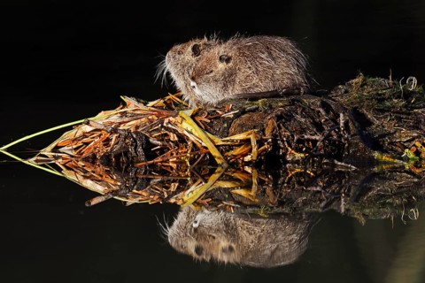Nutria or swamp beaver (Myocastor coypus), young animals, North Rhine-Westphalia, Germany, neozoon