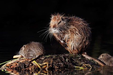 Nutria or swamp beaver (Myocastor coypus), female with young, North Rhine-Westphalia, Germany,
