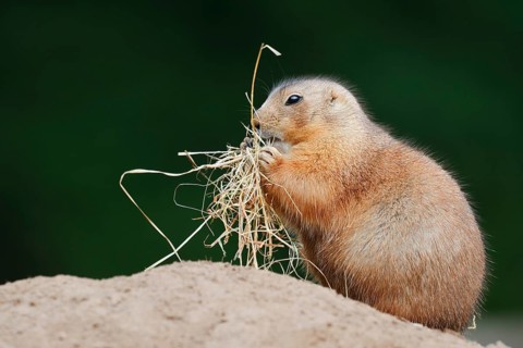 Black-tailed prairie dog (Cynomys ludovicianus) with dry grass at the burrow, North America