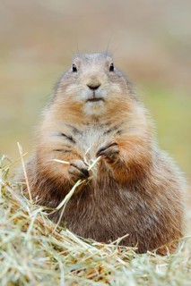 Black-tailed prairie dog (Cynomys ludovicianus) eats blades of grass, North America