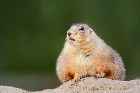 Black-tailed prairie dog (Cynomys ludovicianus) at the den, North America