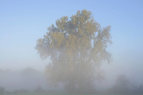 Bastard black poplar or Canada poplar (Populus ×canadensis, Populus ×euramericana) in the morning