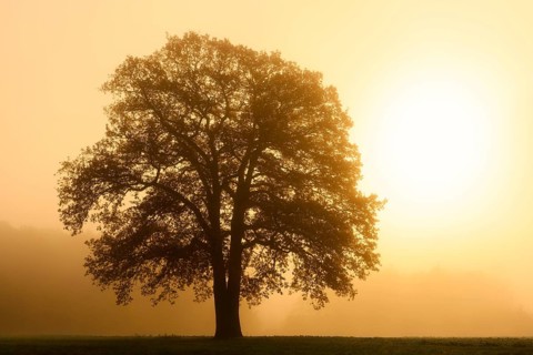 English oak (Quercus robur, Quercus pedunculata) in the morning mist at sunrise, North