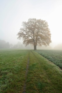 English oak (Quercus robur, Quercus pedunculata) on a field path in the morning mist, North