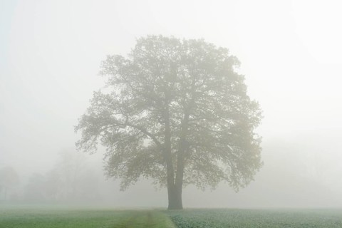 English oak (Quercus robur, Quercus pedunculata) in a field in the morning mist, North