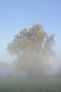 Bastard black poplar or Canada poplar (Populus ×canadensis, Populus ×euramericana) in the morning