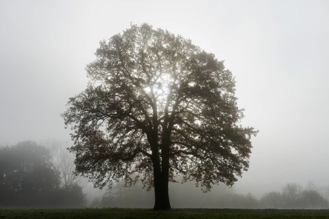 English oak (Quercus robur, Quercus pedunculata) in fog, North Rhine-Westphalia, Germany