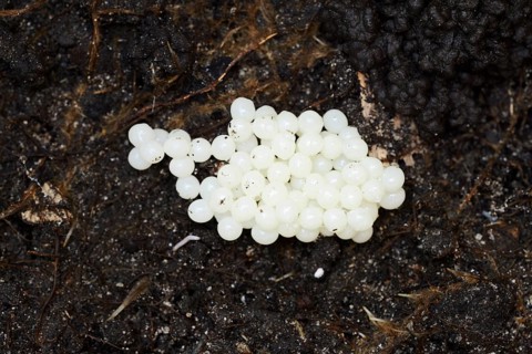 Red slug (Arion rufus), clutch, eggs, North Rhine-Westphalia, Germany