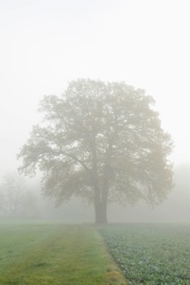 English oak (Quercus robur, Quercus pedunculata) in a field in the morning mist, North