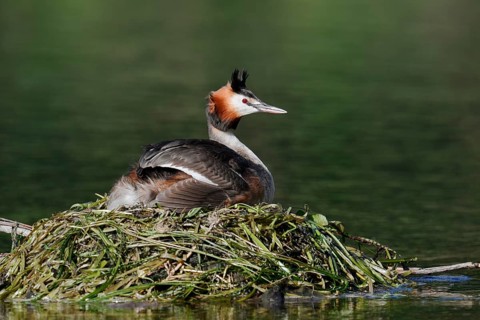 Great Crested Grebe (Podiceps Scalloped ribbonfish) sitting on its nest, North Rhine-Westphalia,