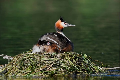 Great Crested Grebe (Podiceps scalloped ribbonfish) with chicks on the nest, North