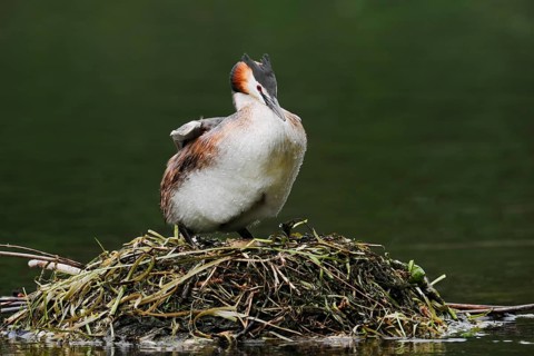 Great Crested Grebe (Podiceps cristatus) on the nest, North Rhine-Westphalia, Germany