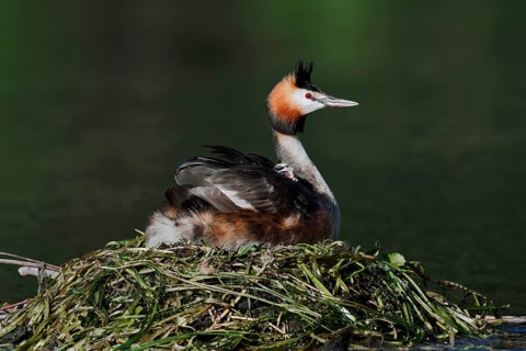 Great Crested Grebe (Podiceps Scalloped ribbonfish) sitting brooding with chicks on the nest, North