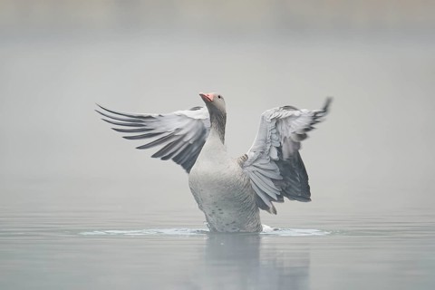 Greylag goose (Anser anser), wings flapping in the morning mist, North Rhine-Westphalia, Germany