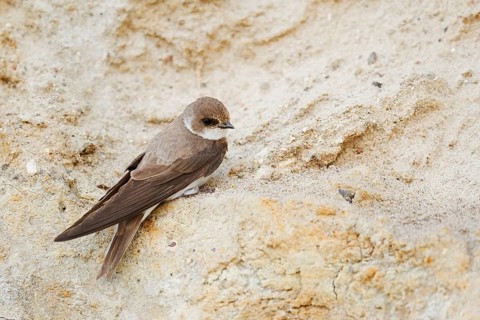 Sand martin (Riparia riparia) sitting on the breeding wall, Schleswig-Holstein, Germany