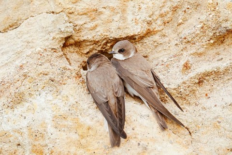 Sand martin (Riparia riparia), pair at the breeding tube, Schleswig-Holstein, Germany