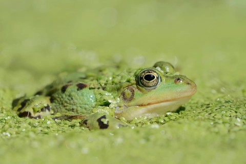 Edible Frog (Pelophylax esculentus, Rana esculenta) in a pond with Common duckweed (Lemna minor),