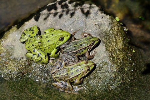 Pond frogs (Pelophylax esculentus, Rana esculenta) sitting on a stone, North Rhine-Westphalia,