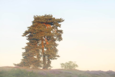 Scots pine or common pine (Pinus sylvestris) in the morning mist, Westruper Heide, North