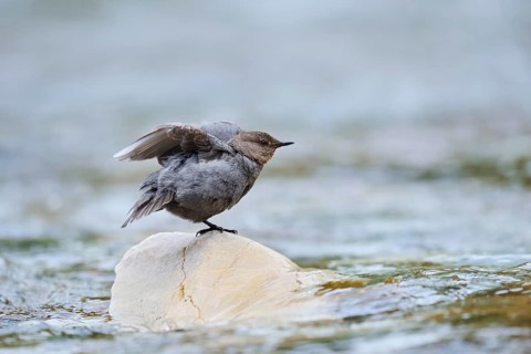 Grey White-throated White-throated Dipper (Cinclus mexicanus), Waterton Lakes National Park,