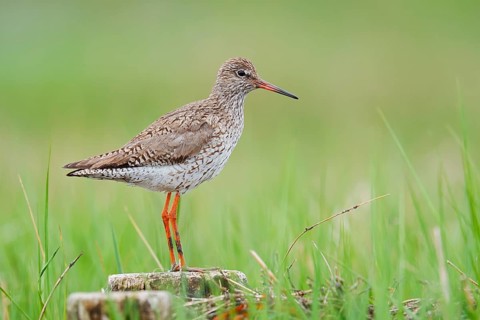Redshank (Tringa totanus), Schleswig-Holstein, Germany