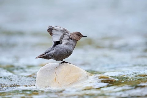 Grey dipper (Cinclus mexicanus) sitting on a rock and stretching its wings, Waterton Lakes National