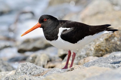 Oystercatcher (Haematopus ostralegus), Schleswig-Holstein, Germany