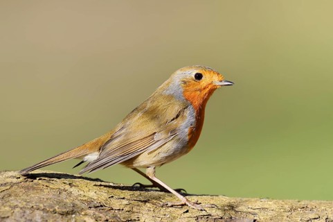 European robin (Erithacus rubecula), North Rhine-Westphalia, Germany