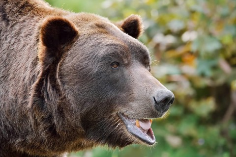 European brown bear (Ursus arctos arctos), portrait, captive, Bavaria, Germany