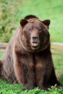 European brown bear (Ursus arctos arctos), captive, Bavaria, Germany