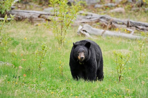 American Black Bear (Ursus americanus) eating grasses, Jasper National Park, Alberta, Canada